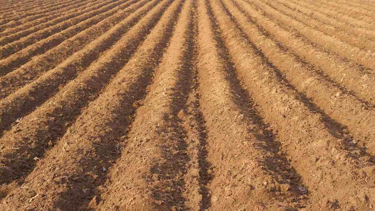 Fertilie Soil for Vegetable Farming.