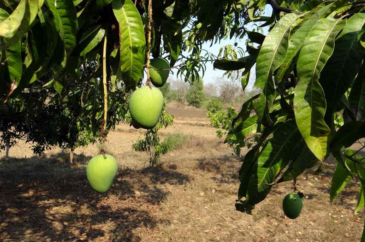 The Yield of Mango per Acre.