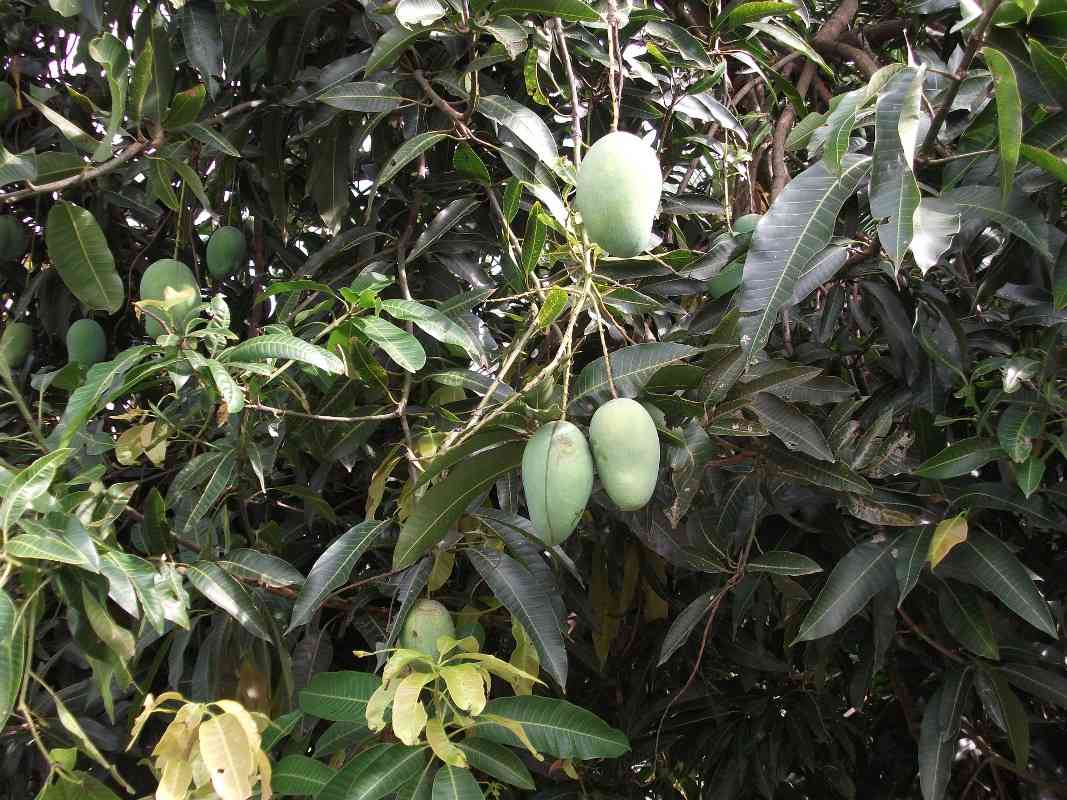 The Conclusion of Mango Cultivation Income.