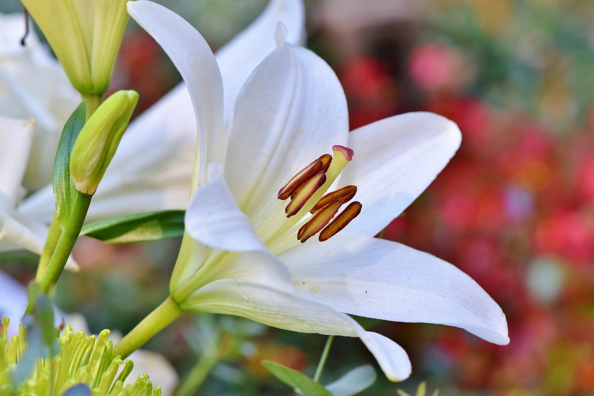 High Yield Lily Flower.