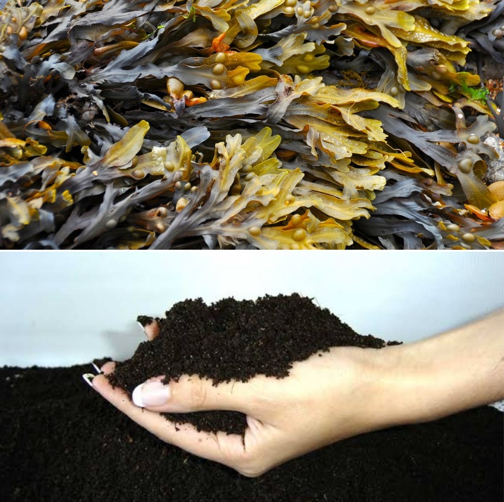 A Guide to Making Seaweed Fertilizer.