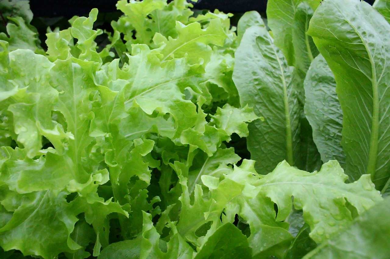 Guide to Growing Leafy Vegetables in Pots.