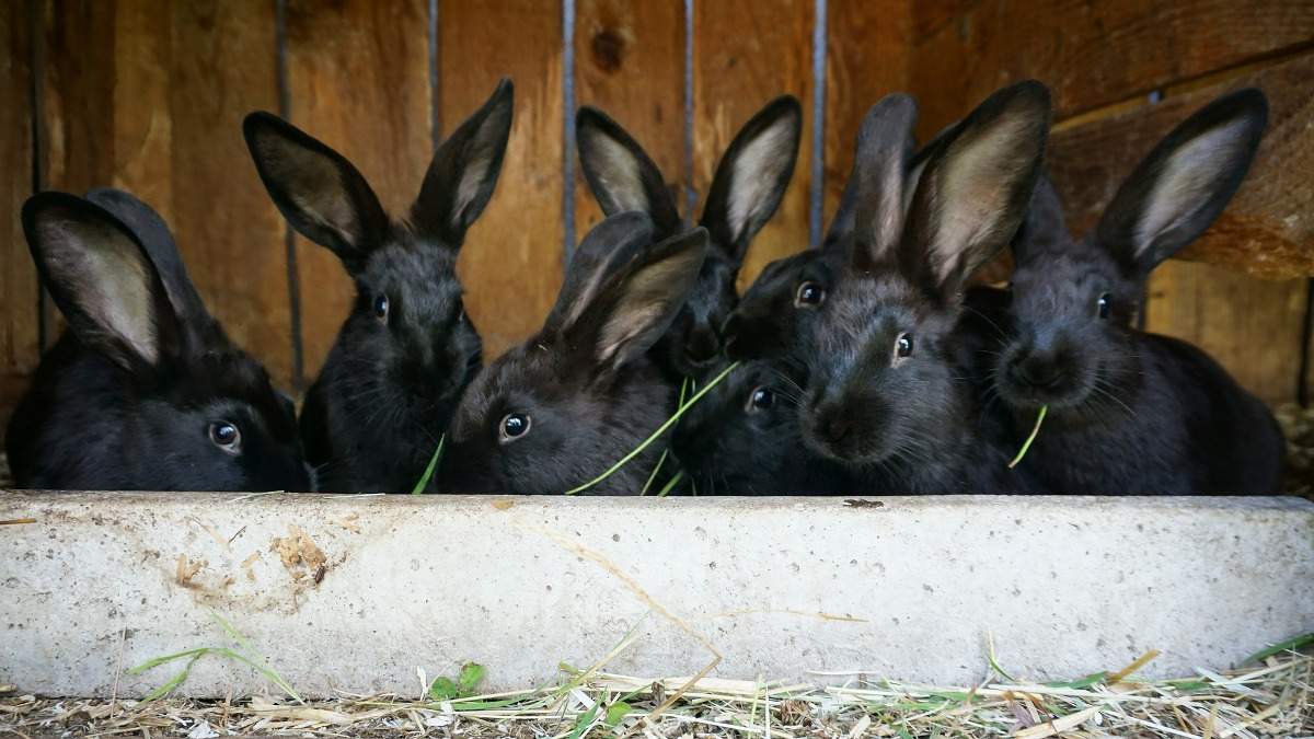 A Guide to Rabbit Farming in India.