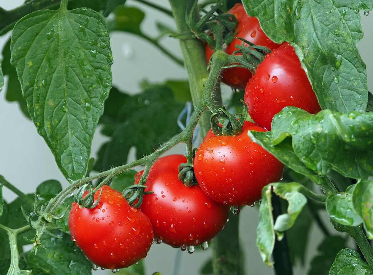 Process of Growing Tomatoes in Hydroponics.