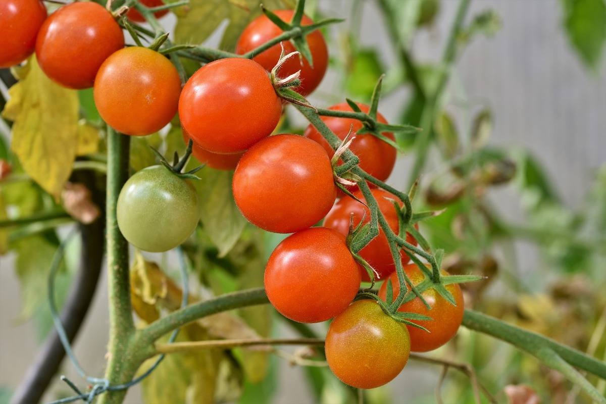 Light Requirement for Hydro Tomatoes.