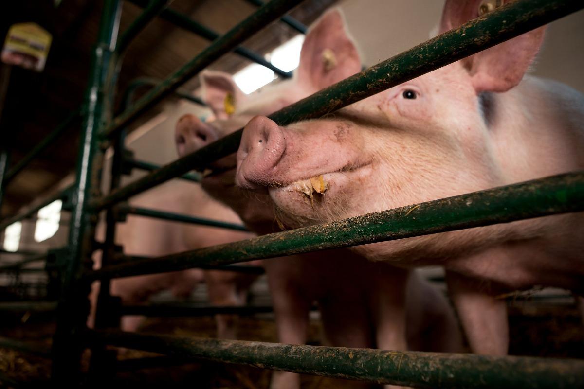 A guide to Intensive Pig Farming.