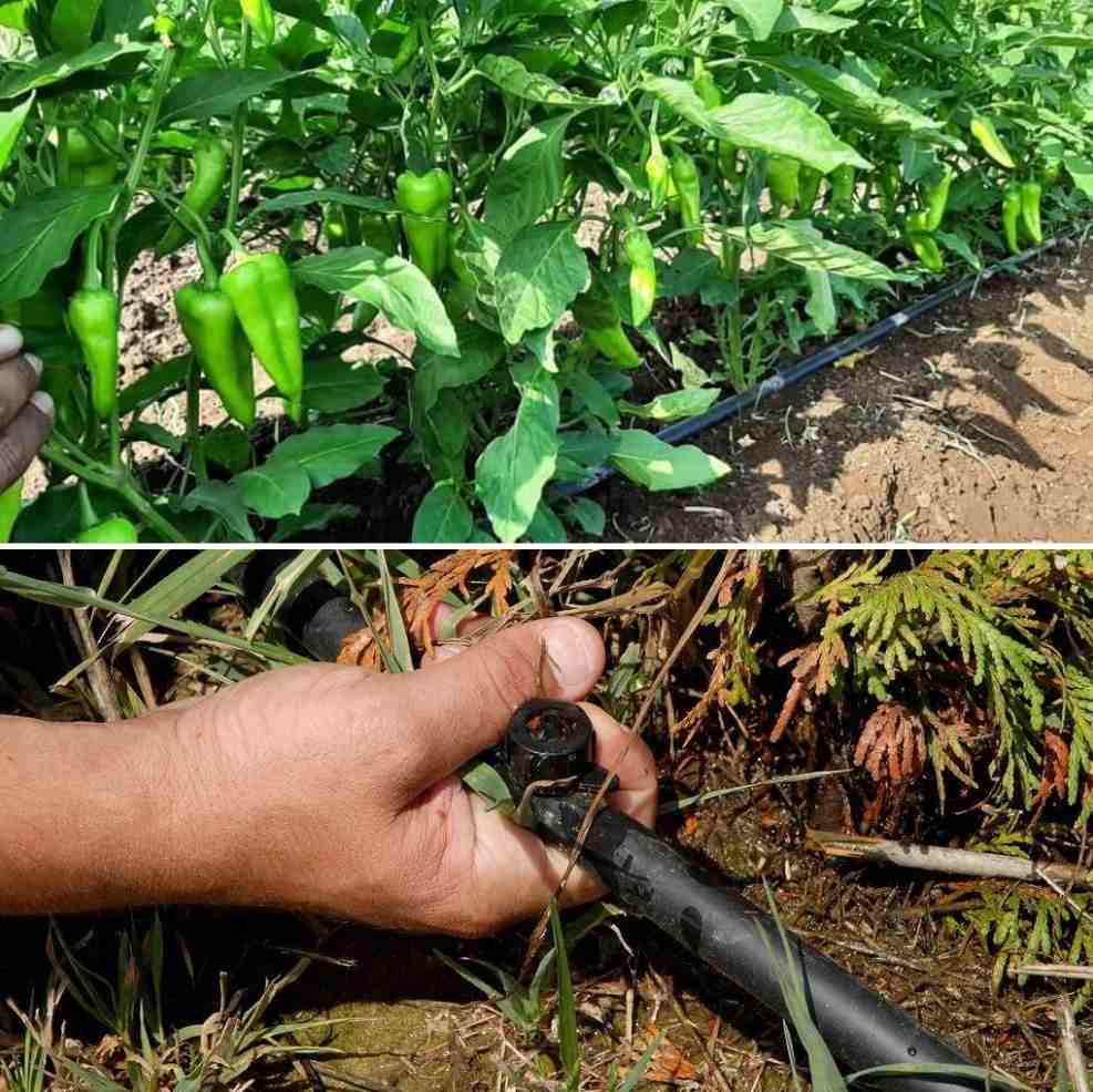 A guide to Drip Irrigation.