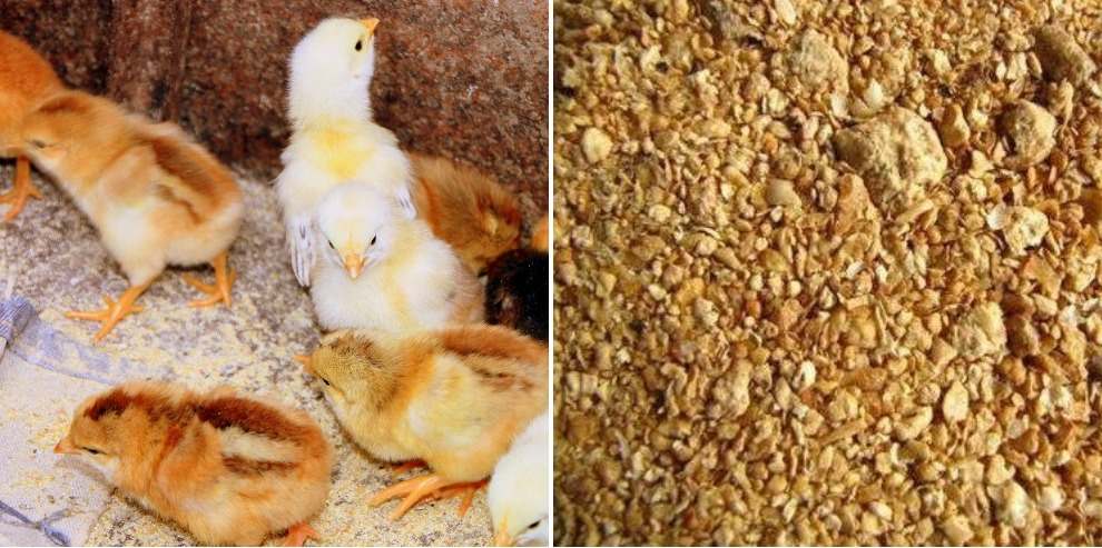A guide to Layer Poultry Feed Formula.
