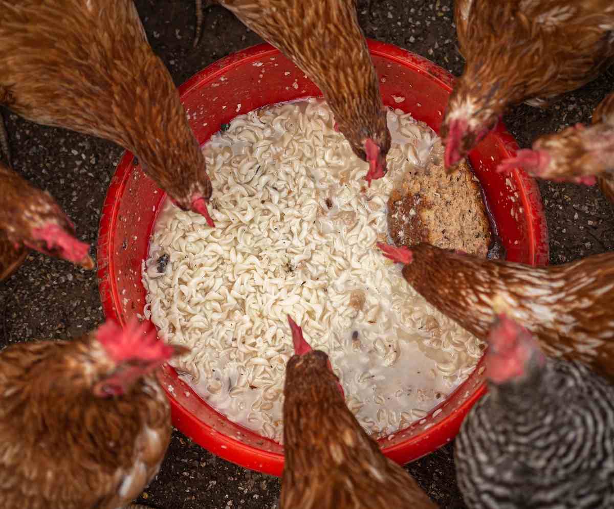 A guide to Poultry Feed.