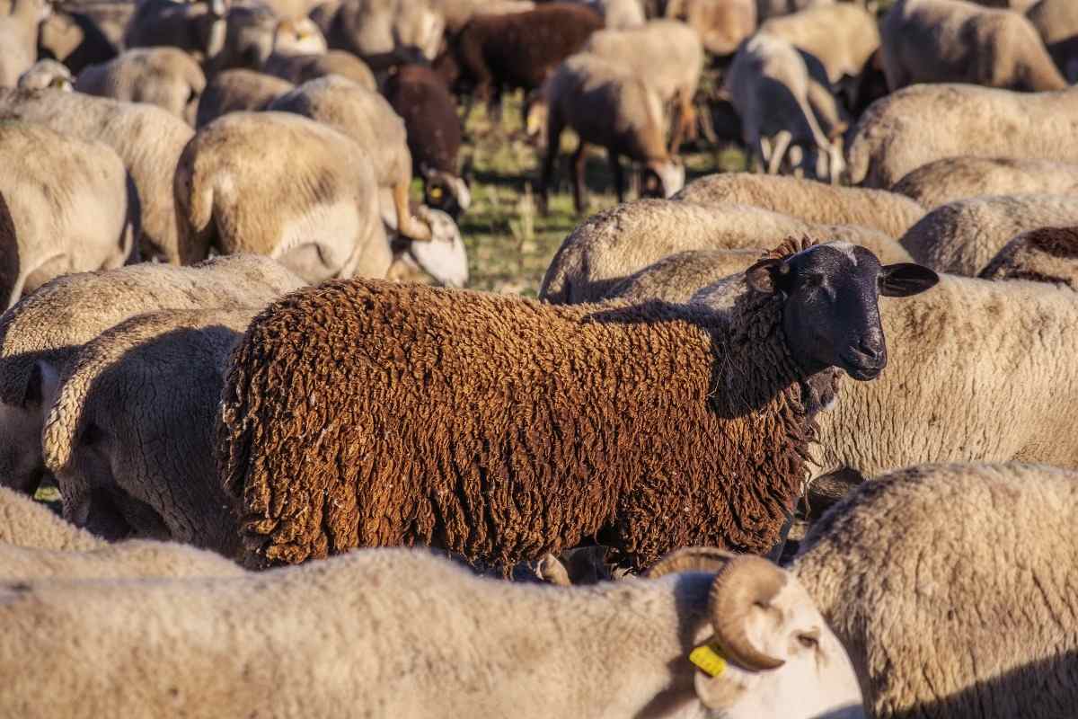 Loan and Subsidy for Sheep Farming Business.