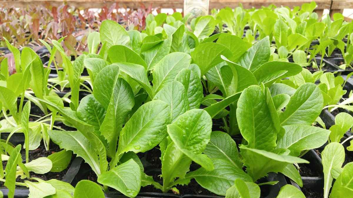 Growing Leafy Vegetables in Pots at Home | Agri Farming