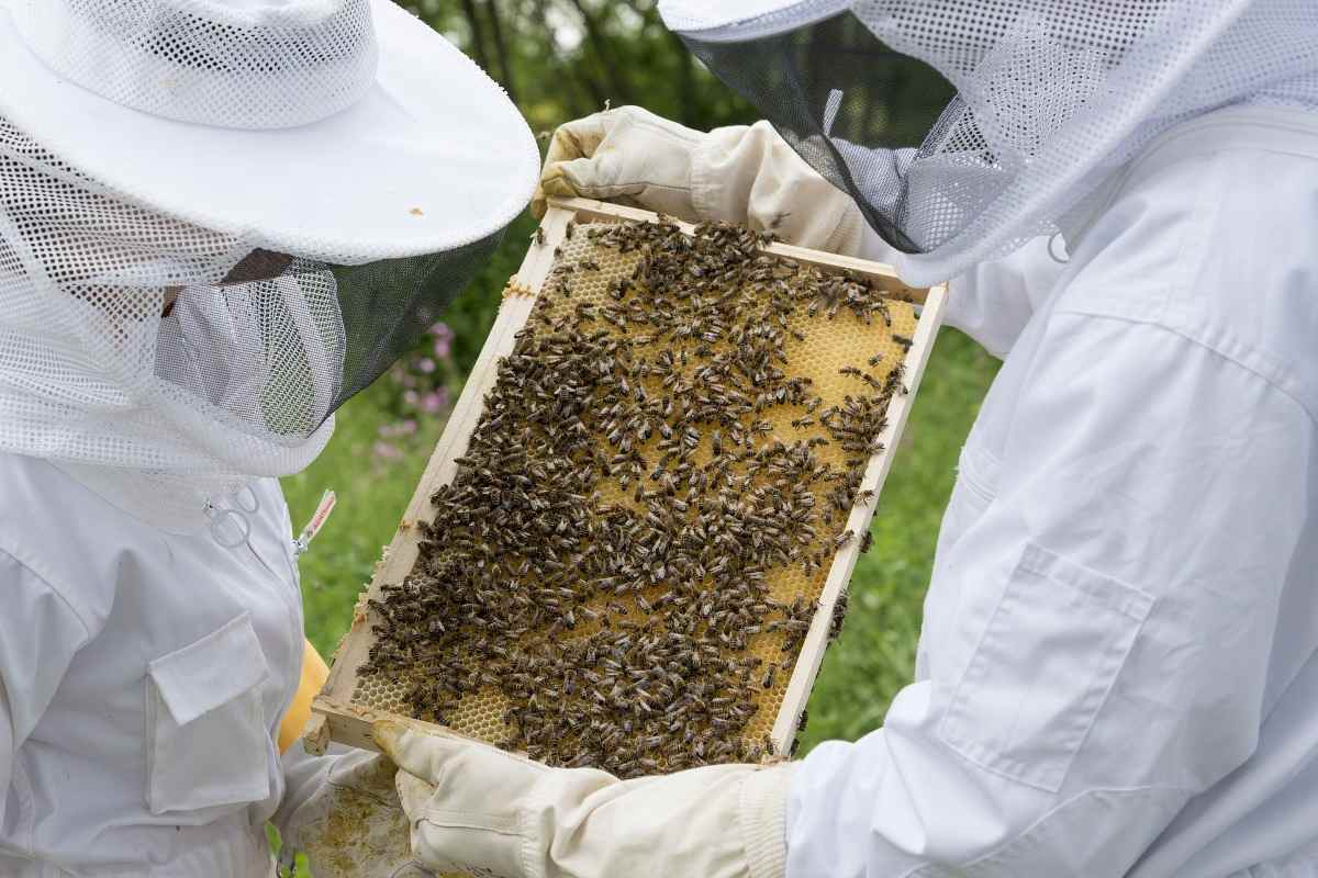 Beekeeping Subsidies.