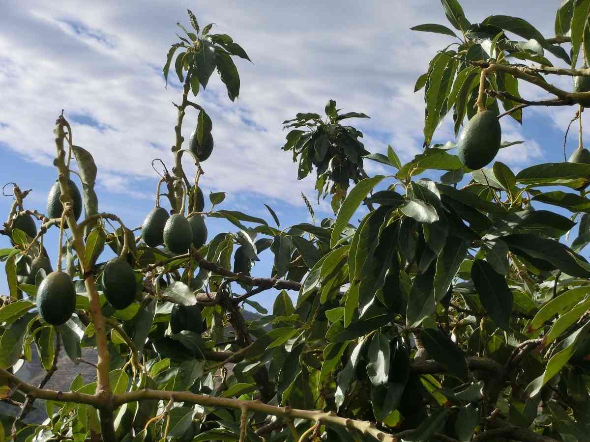 Cultivation Cost of Avocado.