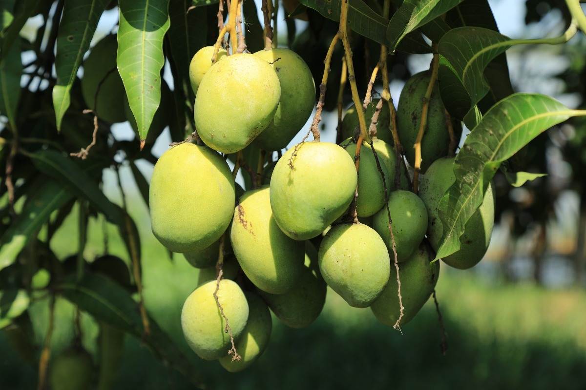 Profitable Mango Farming.