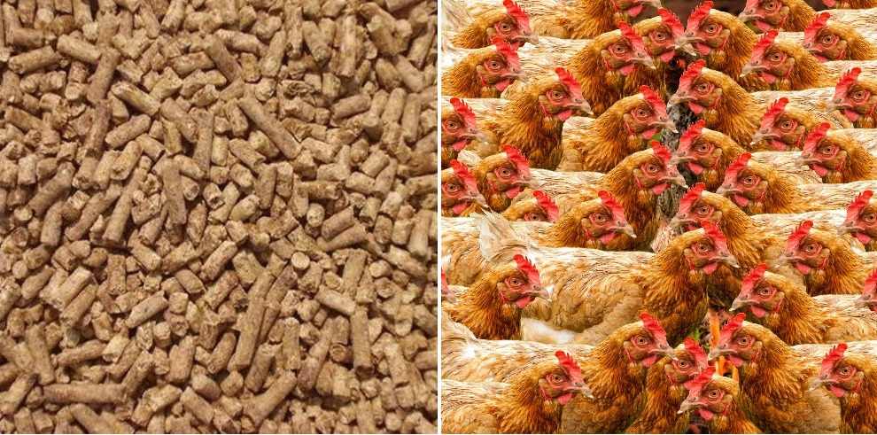 layer Feed Pellets.