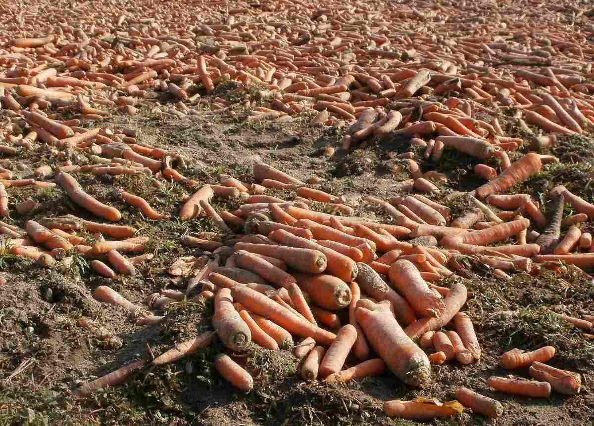 Harvested Carrots.