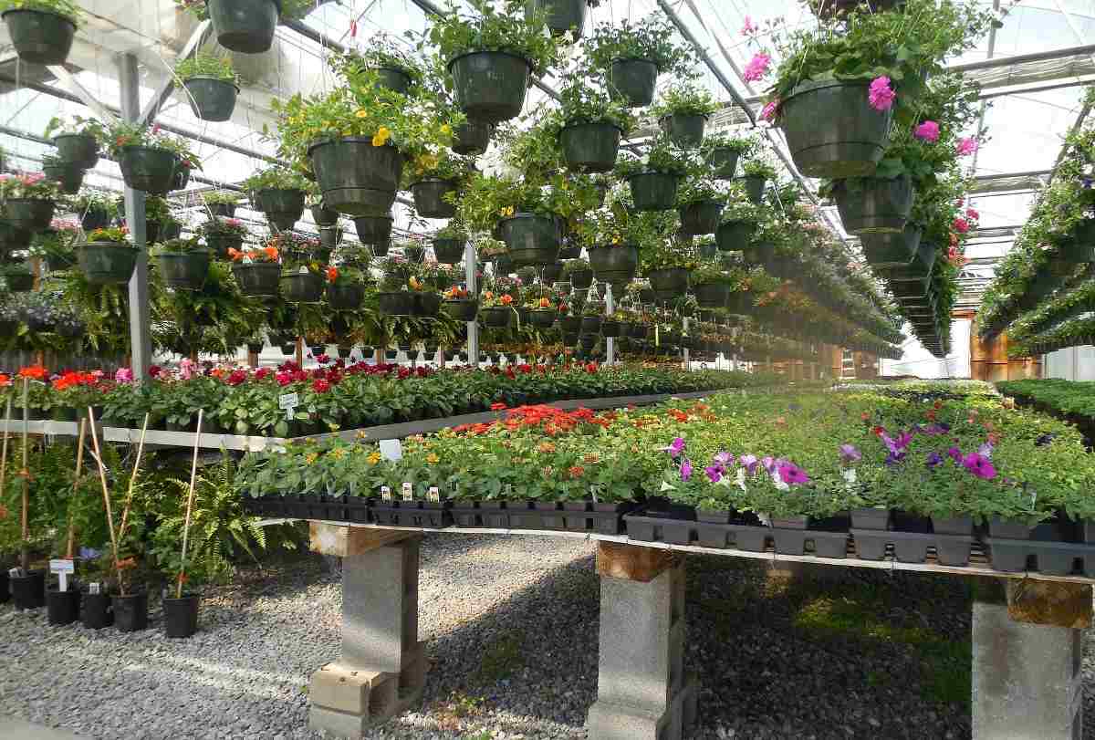 Commercial Plant Nursery.