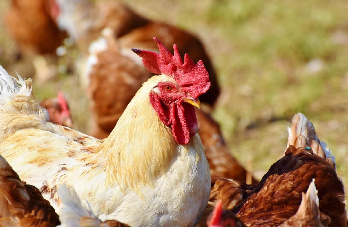 Poultry Farm Insurance Requirement.