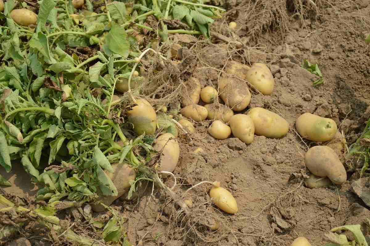 Organic Potato Cultivation Practices.