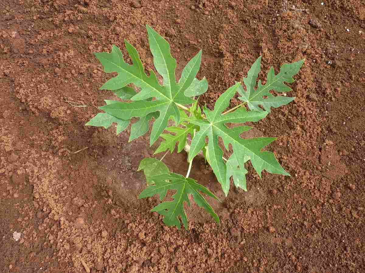 A guide to Growing Papaya from Seed.,