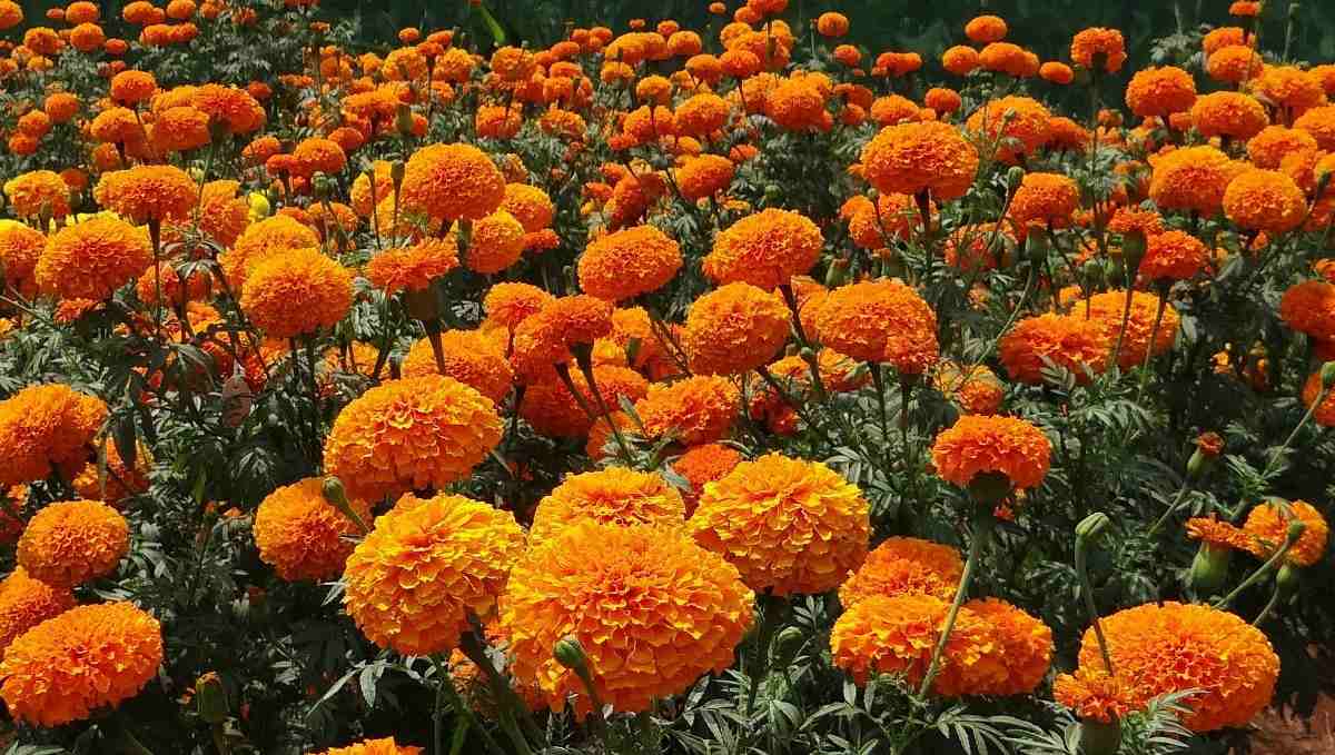Marigold Horticulture Practices in February..