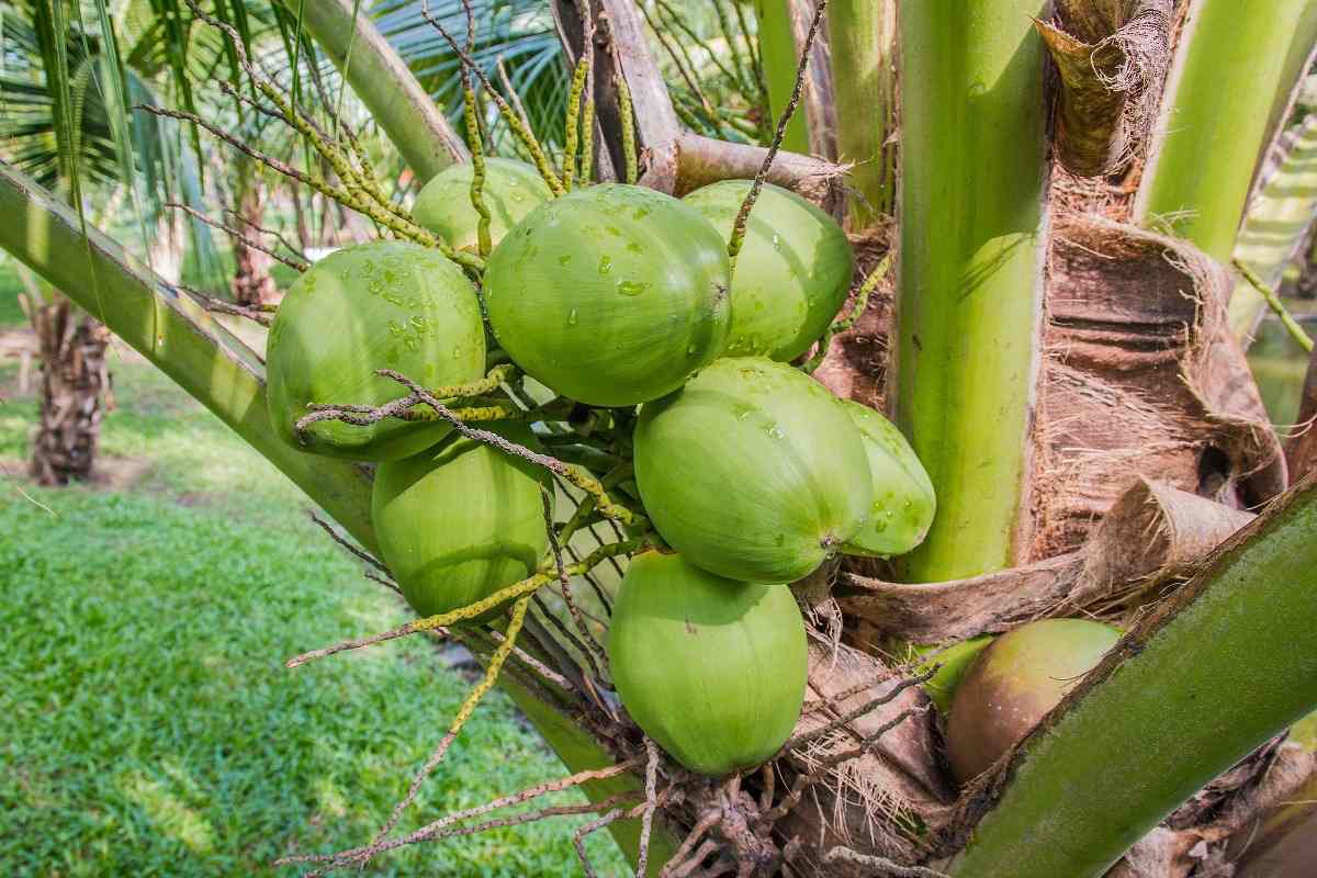 Coconut Horticulture Cultivation Practices in Summer.