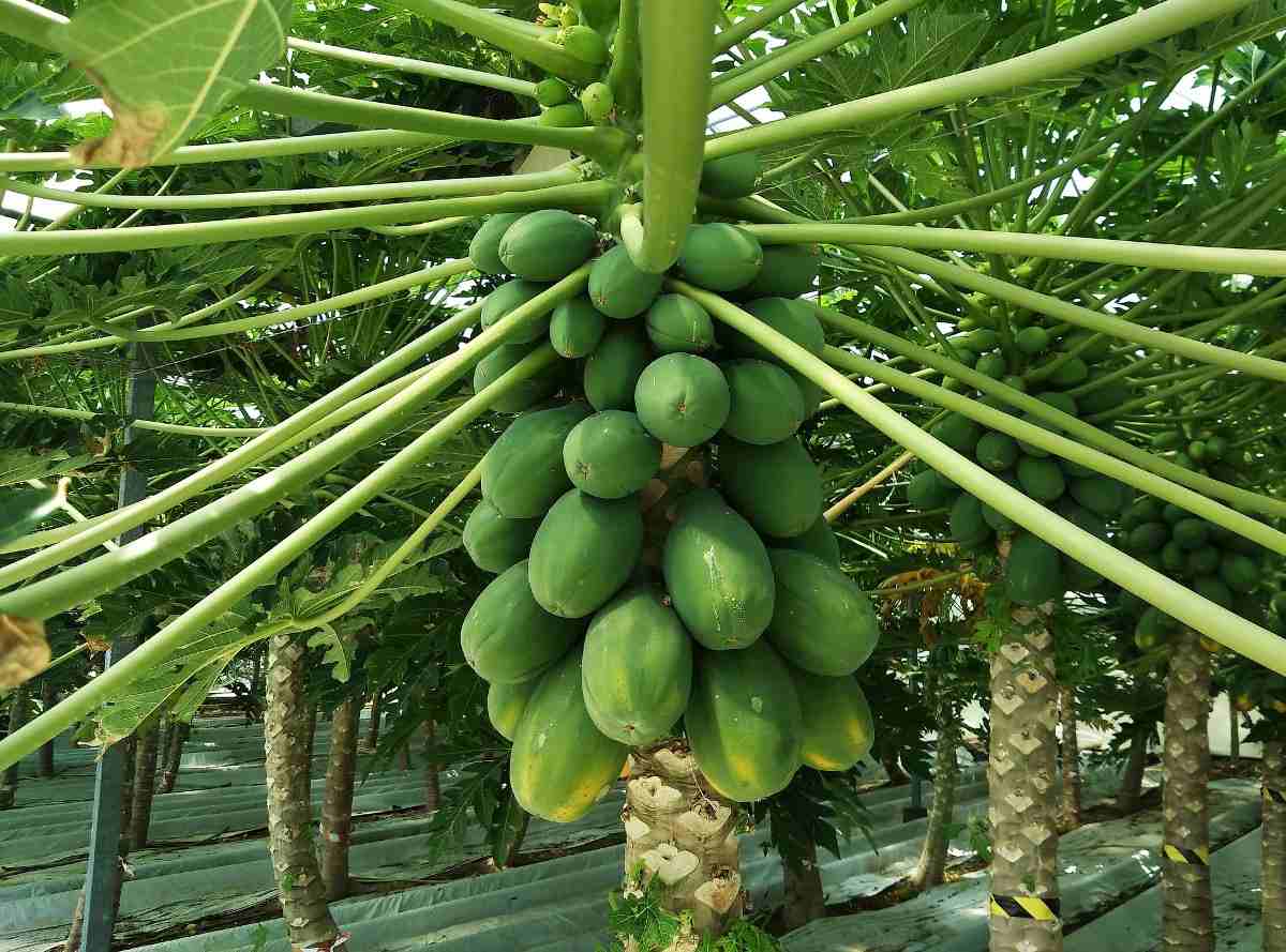 Papaya Harvesting Methods.