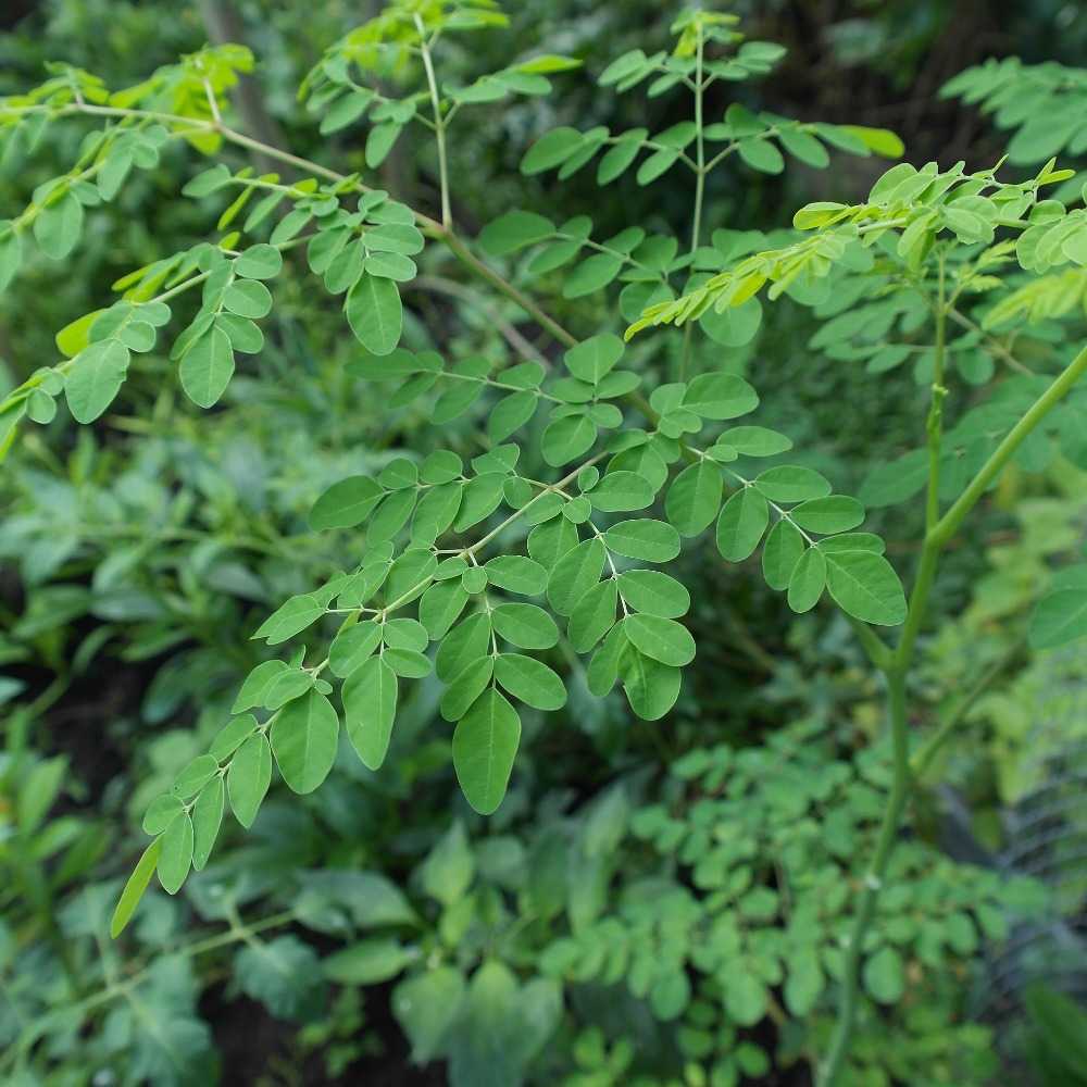 Cultural Practices of Moringa.