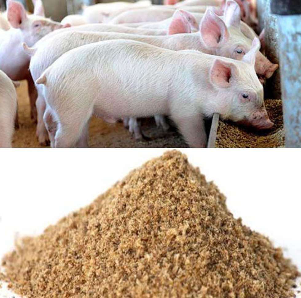 Pig Feed Management.