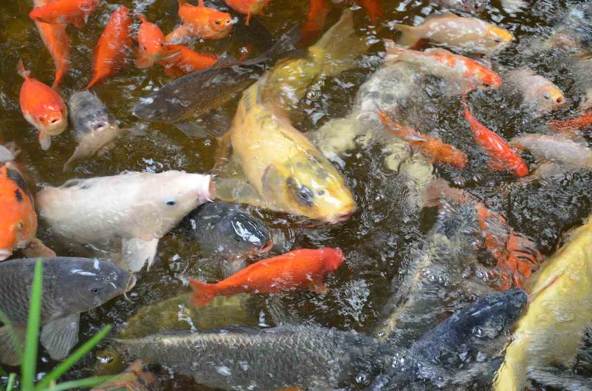 Koi Fish Pond.