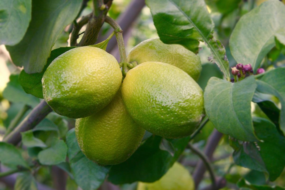 Citrus Horticulture Cultivation Practices in Summer.