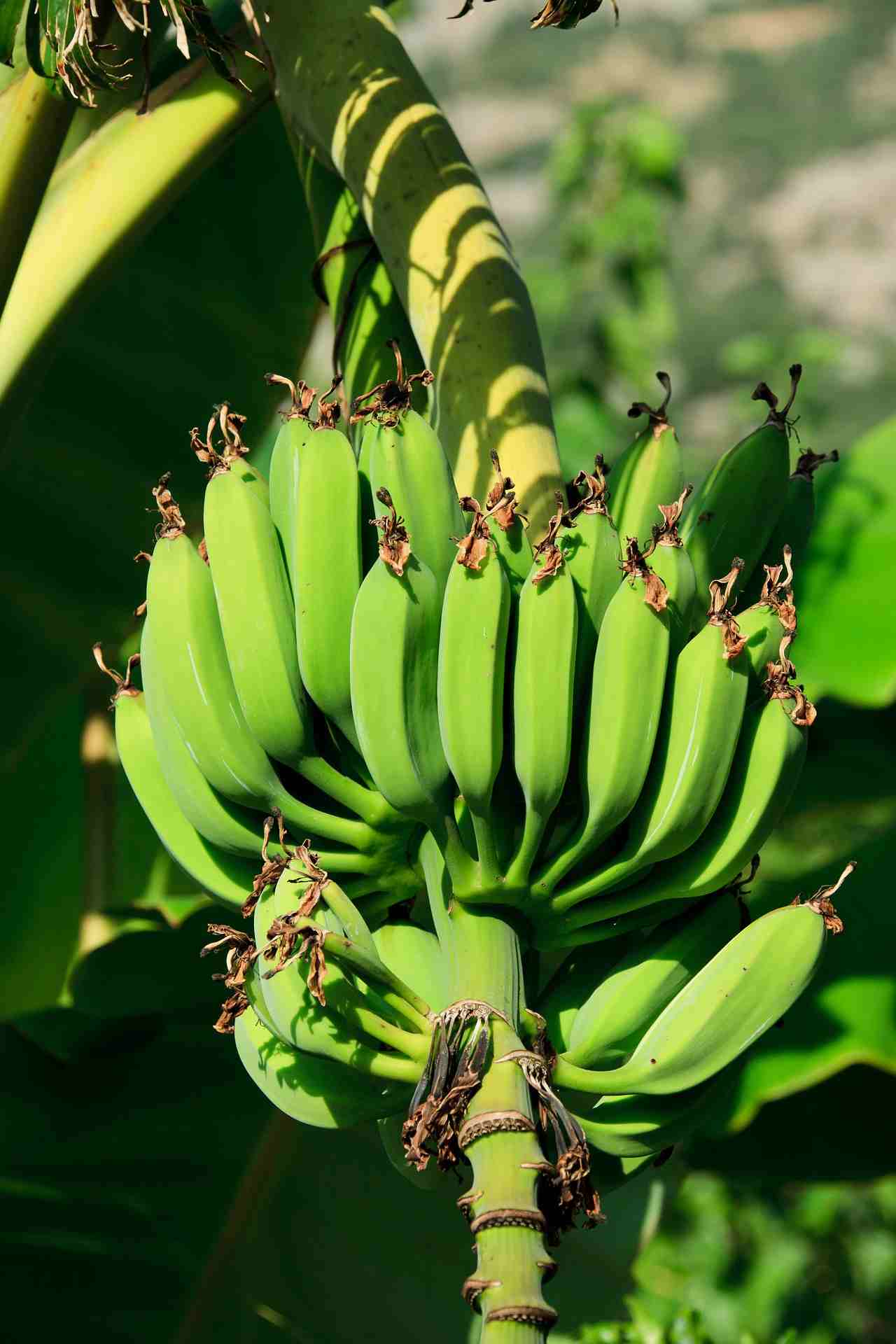 Horticulture Practices of Banana.