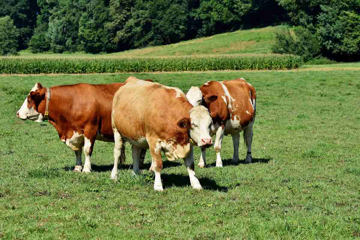 Profitable Small-scale Livestock Farming Ideas, Tips | Agri Farming