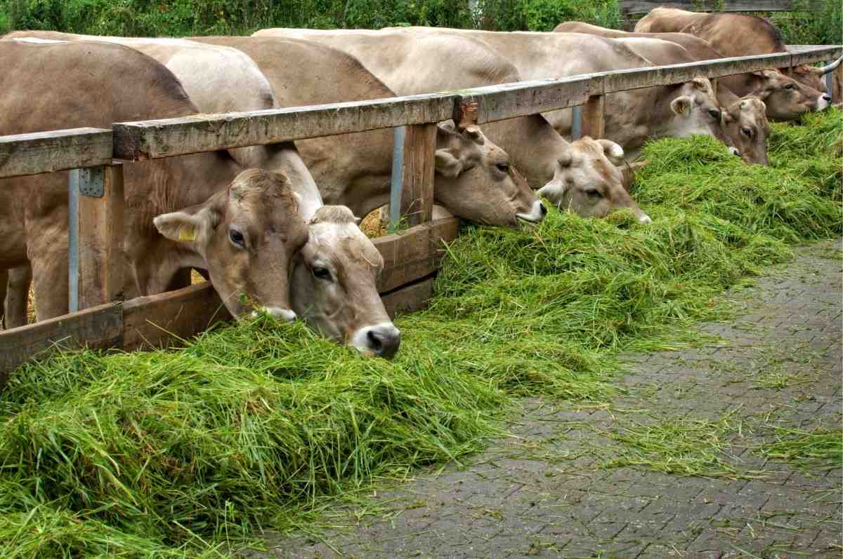 Livestock Farming Business Plan, Livestock Business Loan | Agri Farming