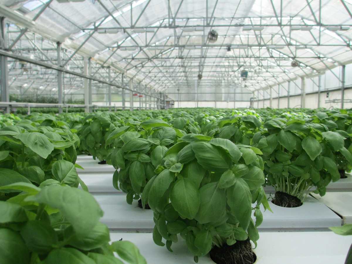 Organic Greenhouse Farming.