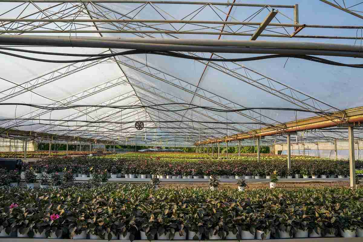 Greenhouse Agriculture.
