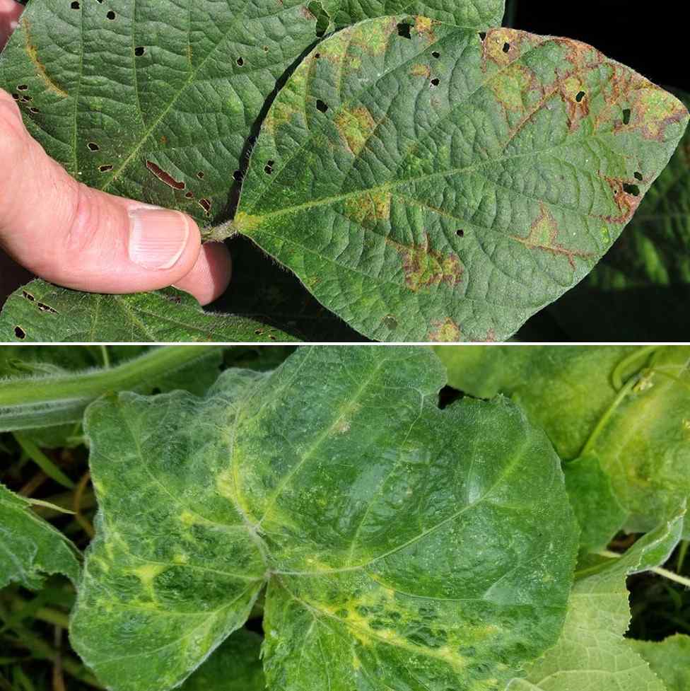 Suggestions for Controlling Plant Viral DIseases.