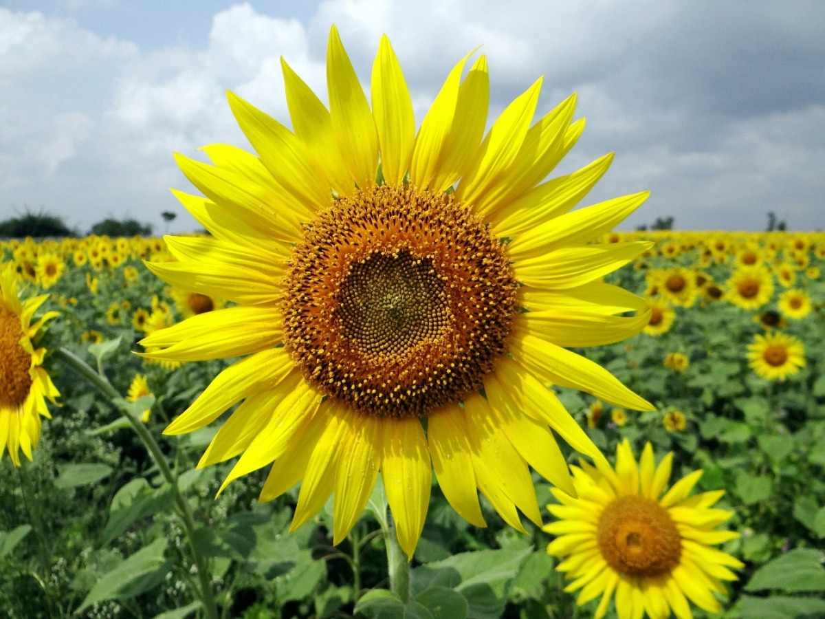Low-cost Sunflower Agriculture.