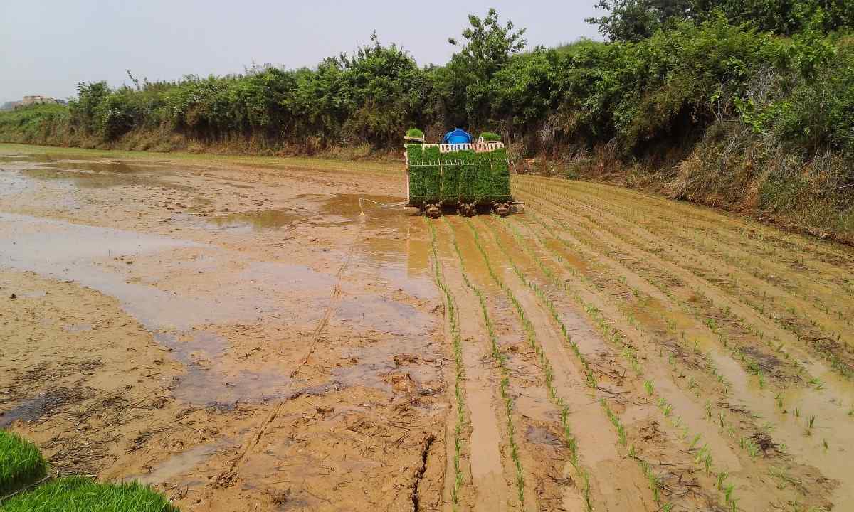 Subsidy on Rice Transplanter.