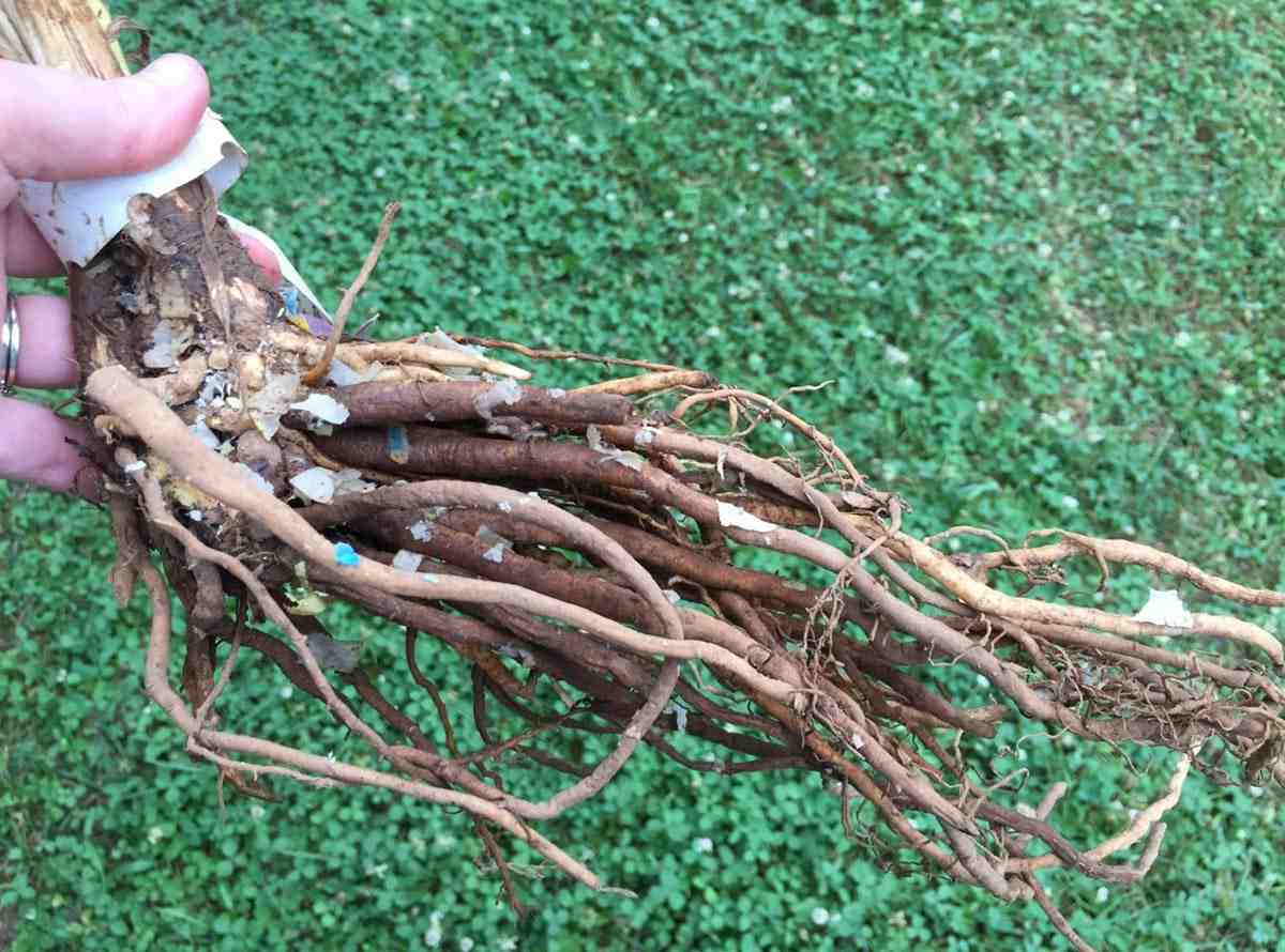 Plant bare-root perennials.