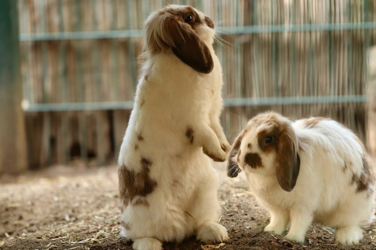 Treating Rabbits.