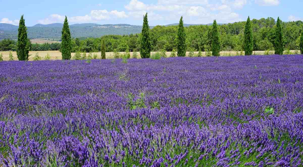 Lavender Plantation.