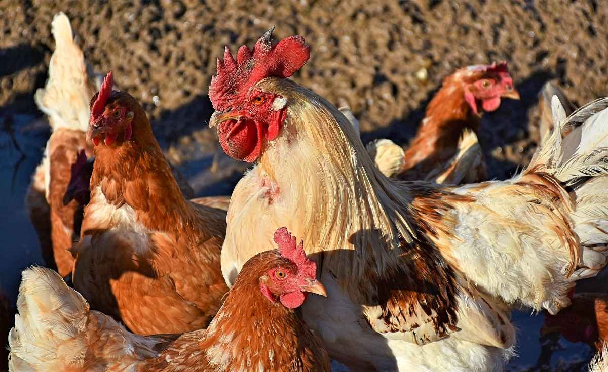 Profitable Small-scale Poultry Farming.