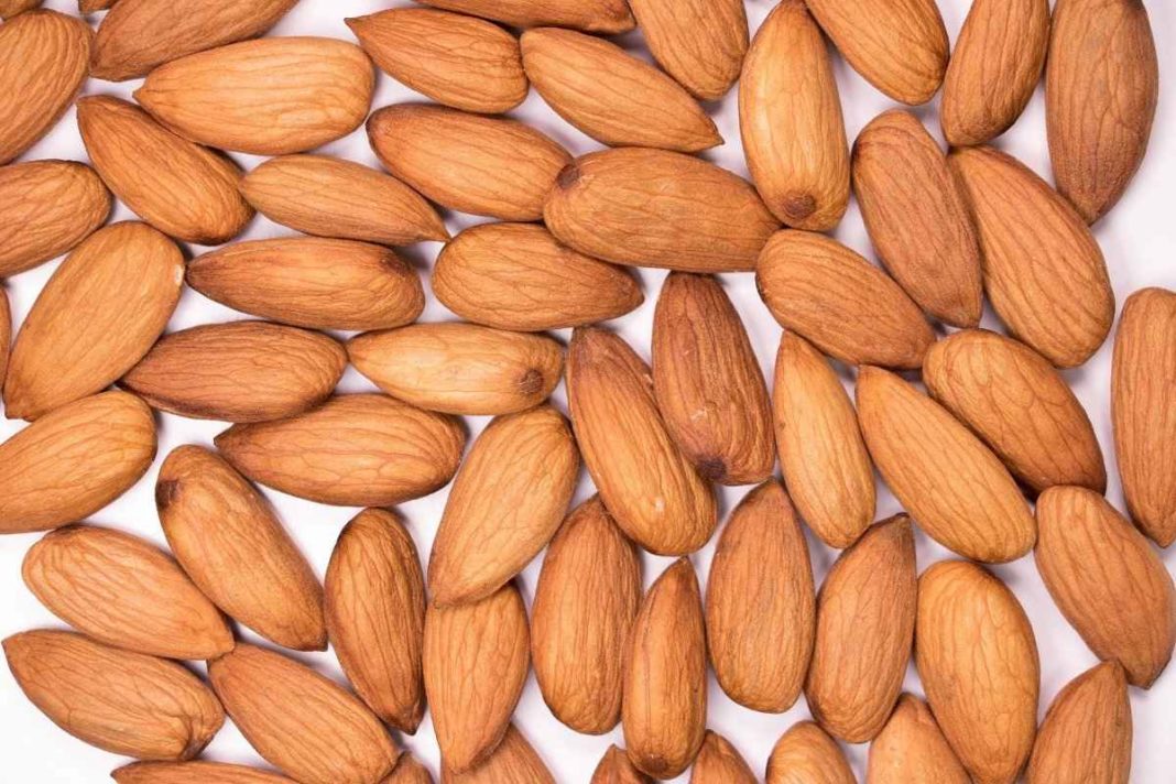 Almond Seed Germination, Time, Temperature (Badam) | Agri Farming