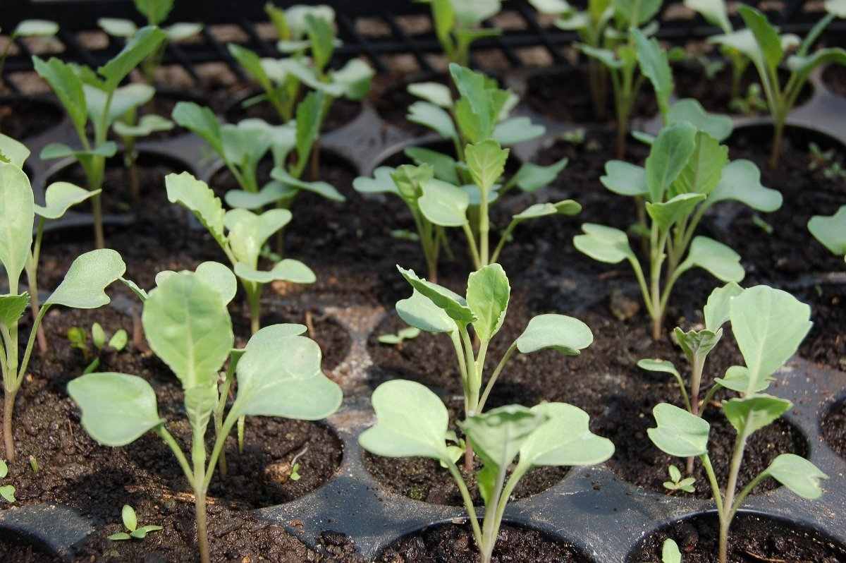 Cabbage Seedlings.