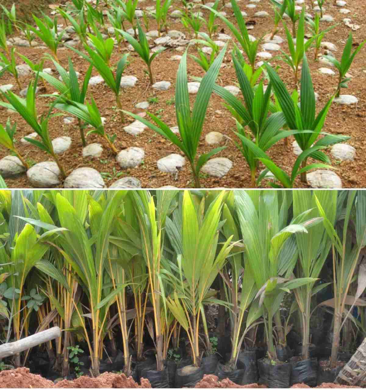 A gudie to growing Coconut plants from seed.