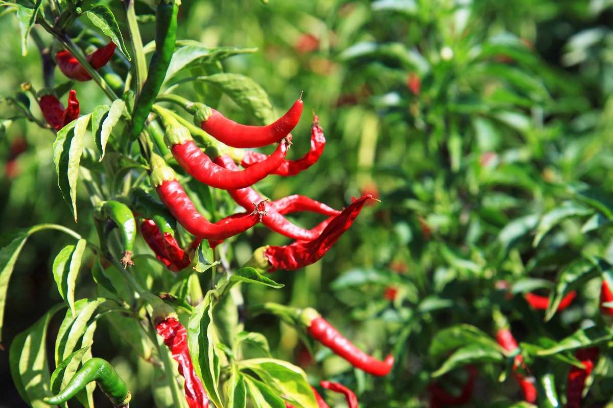Conditions for Chilli Cultivation.