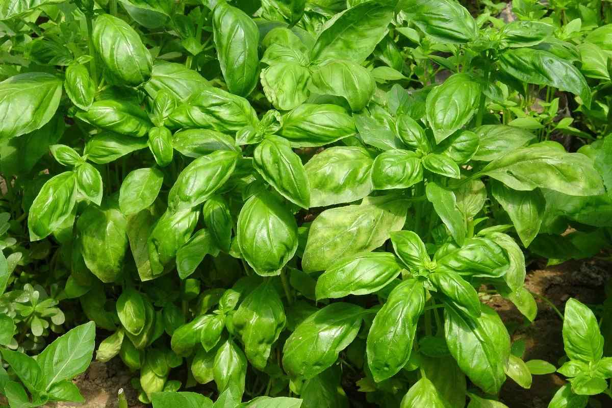 Frequently asked questions about Basil cultivation.,