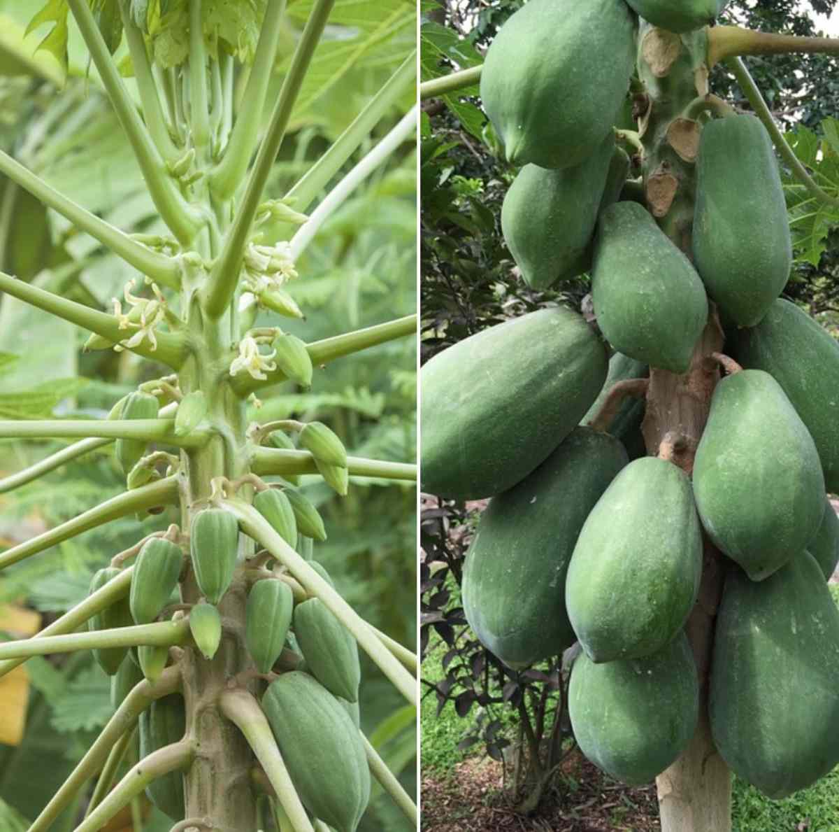 Some Qujestions about Papaya Farming.