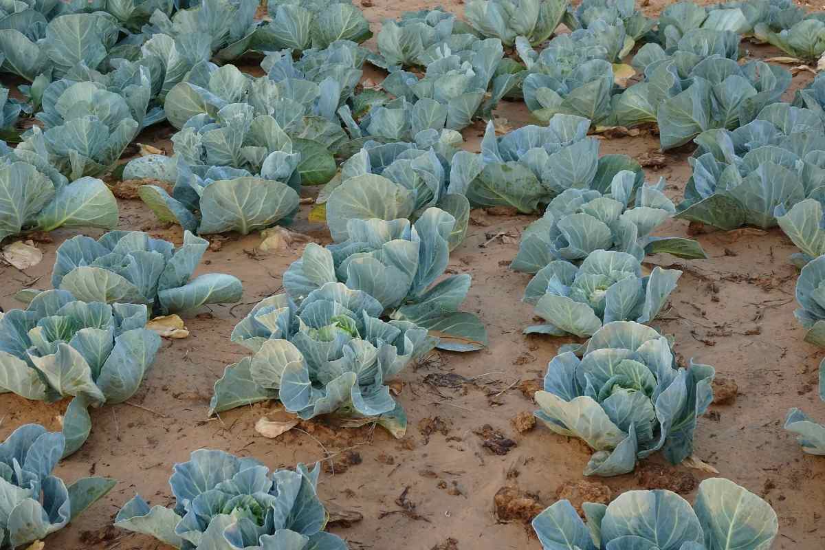Soil Required for Organic Cabbage.